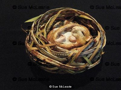 Dormouse in nest by Sue McLearie